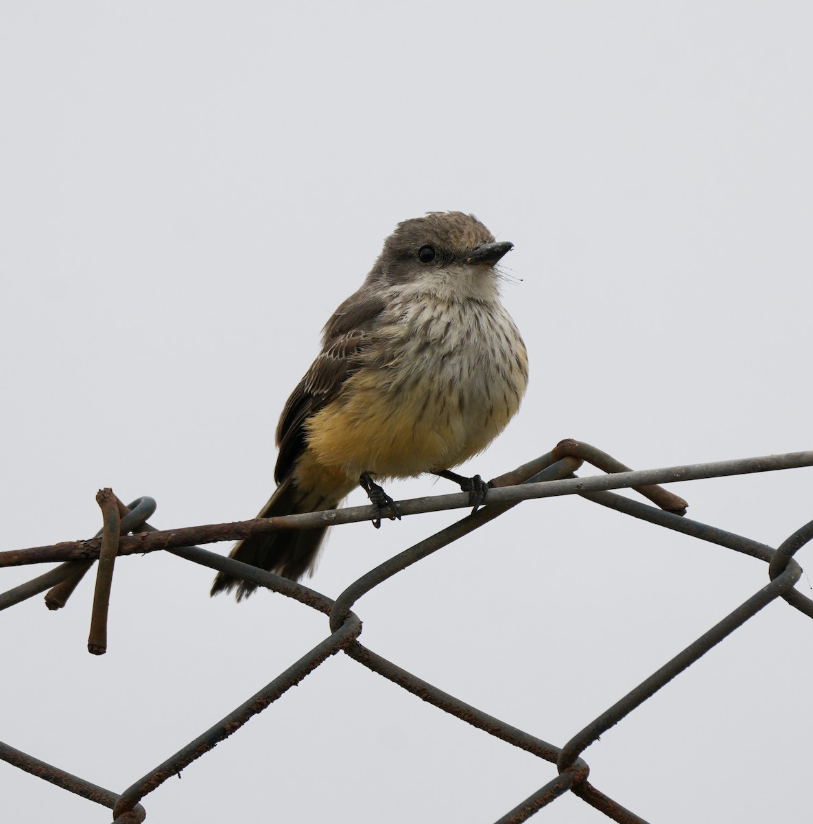 Vermilion Flycatcher - ML623898869