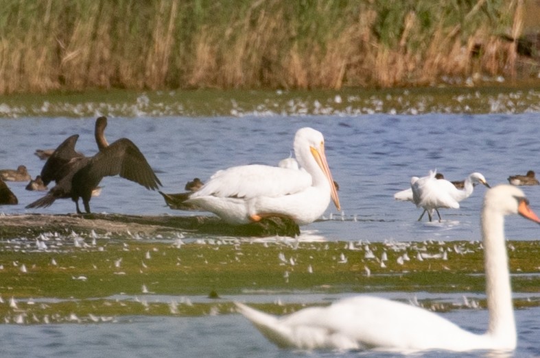 American White Pelican - ML623898870