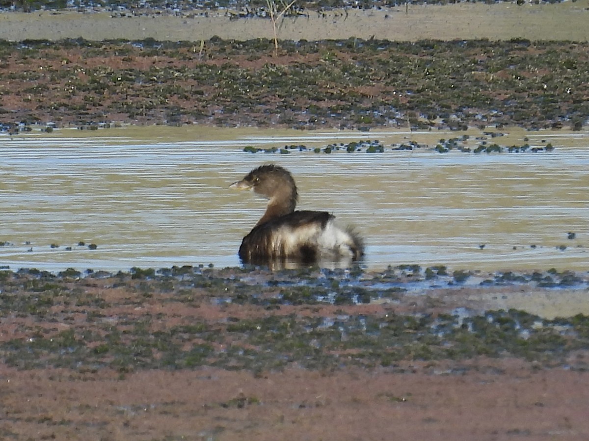 Pied-billed Grebe - ML623898871