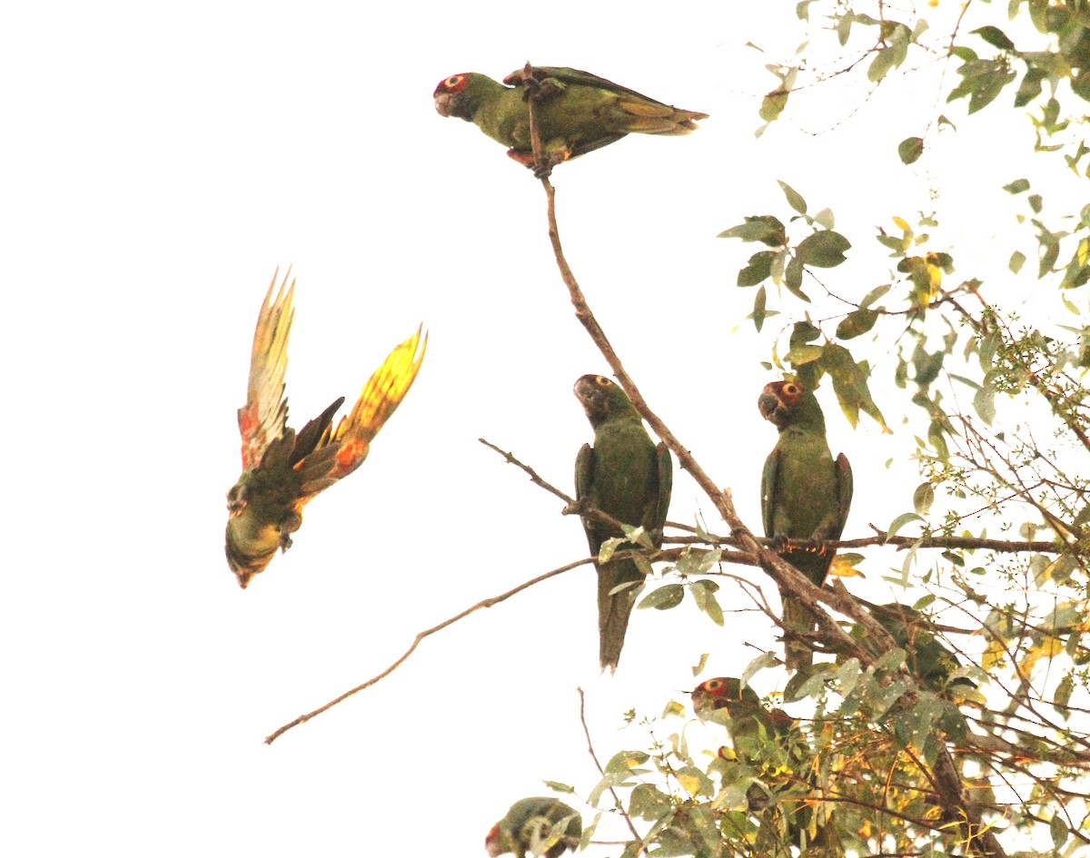 Mitred/Red-masked Parakeet - ML623898873