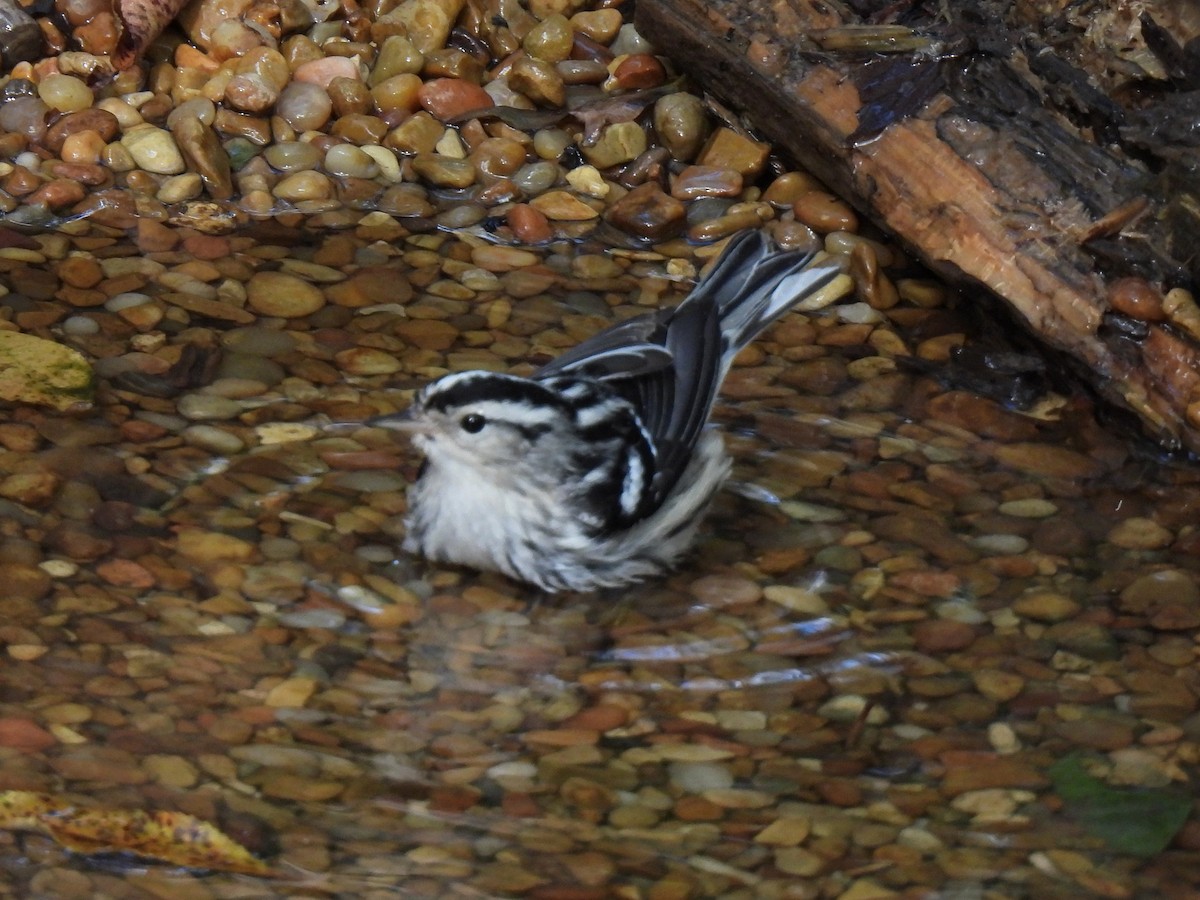 Black-and-white Warbler - ML623898874