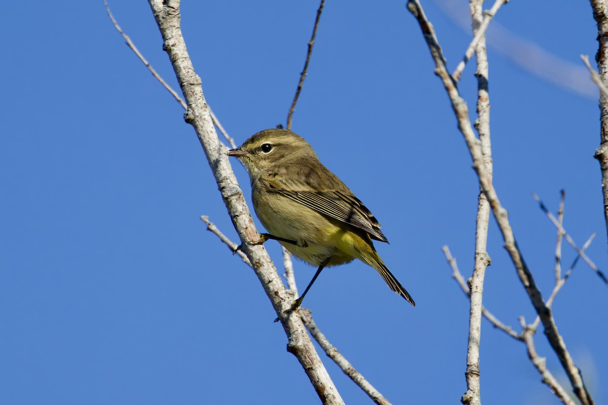 Palm Warbler - ML623898875