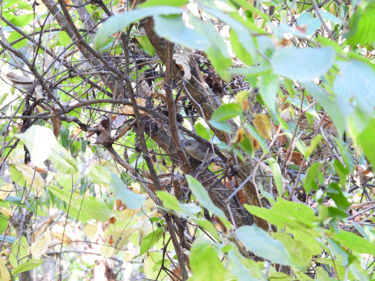 House Wren - ML623898876