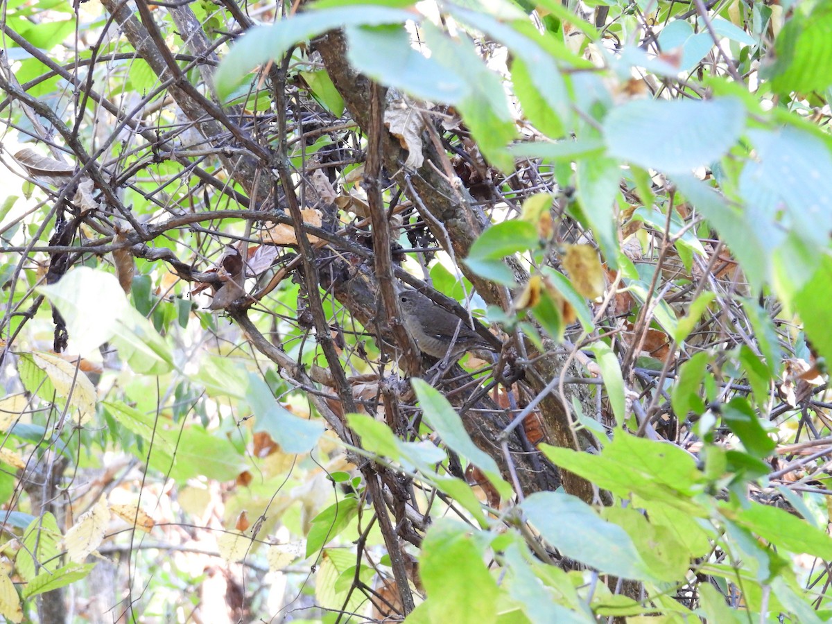 House Wren - ML623898877