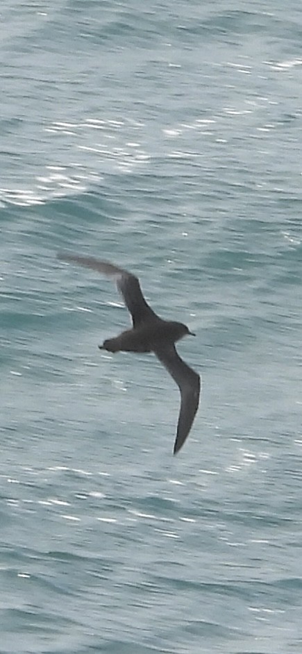 Short-tailed Shearwater - ML623898879