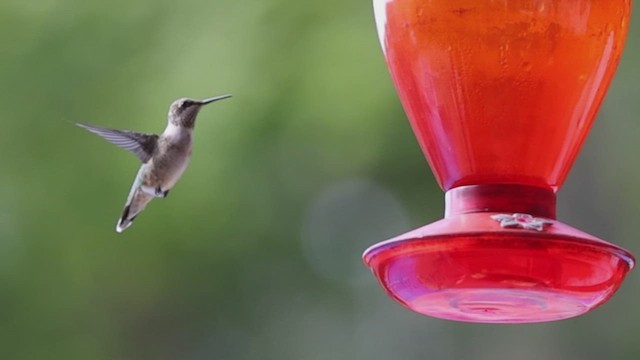 Ruby-throated Hummingbird - ML623898880