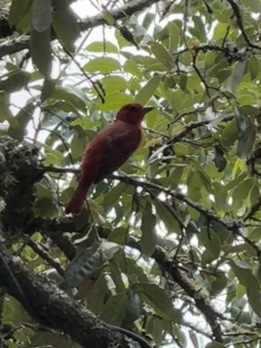 Summer Tanager - ML623898881