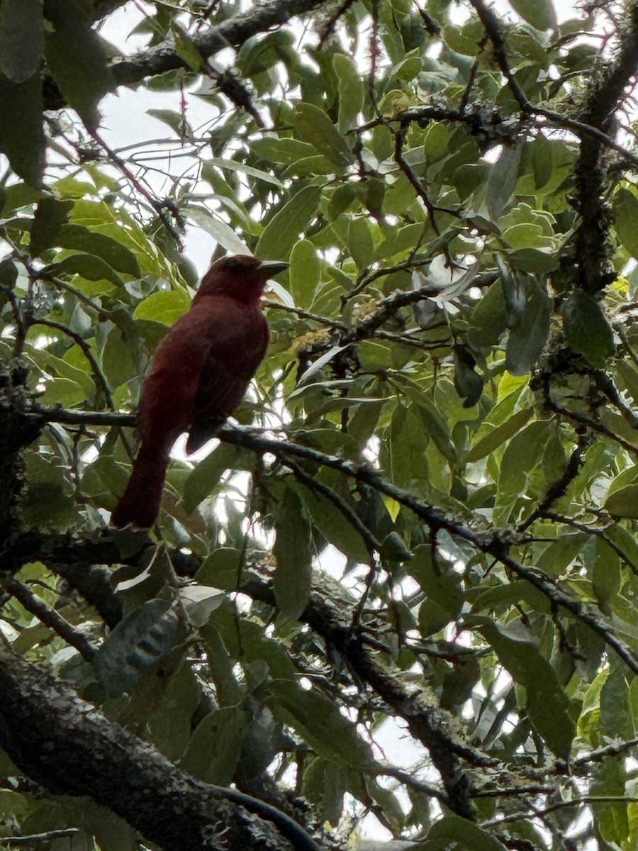 Summer Tanager - ML623898882