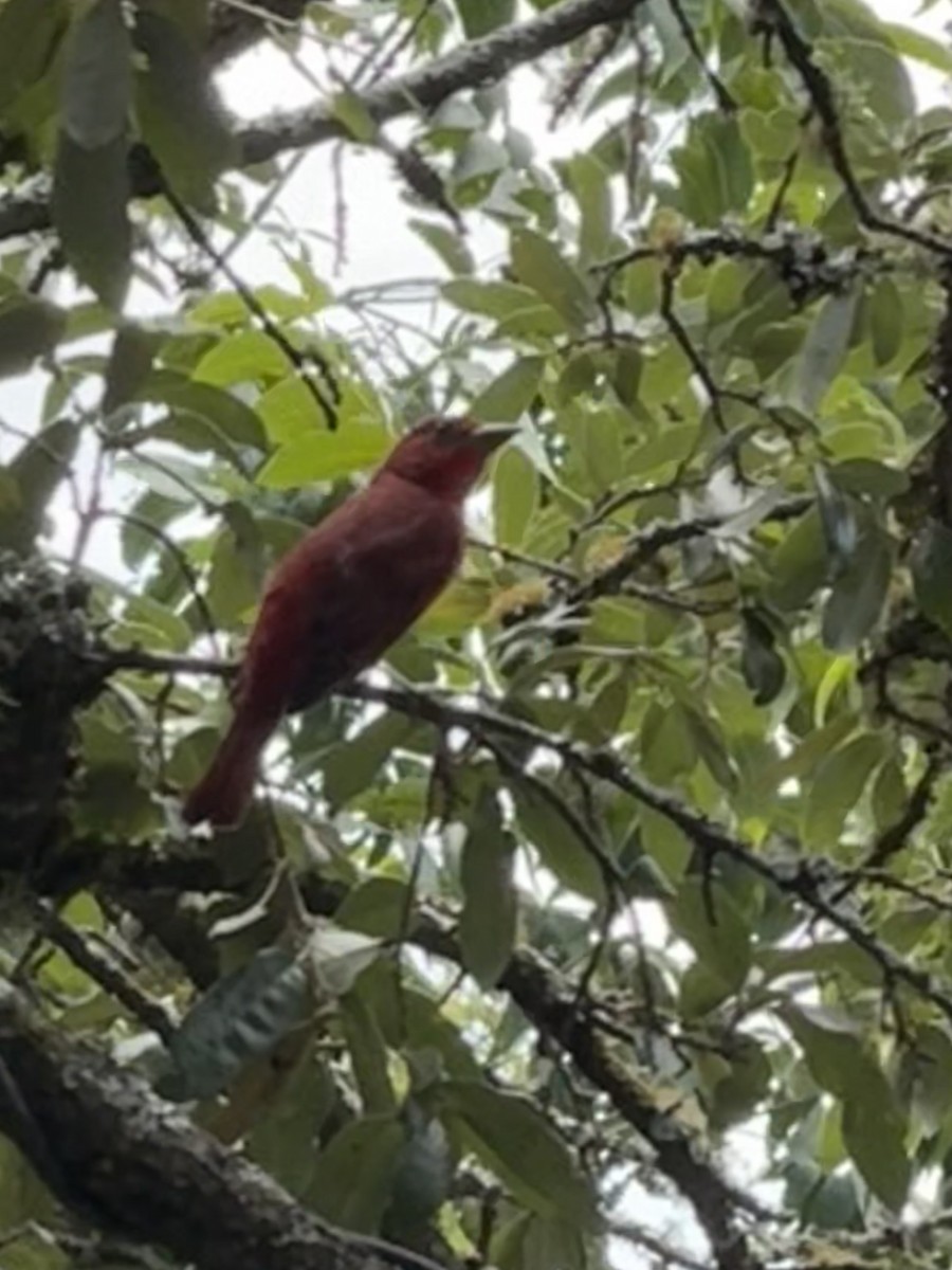 Summer Tanager - ML623898883