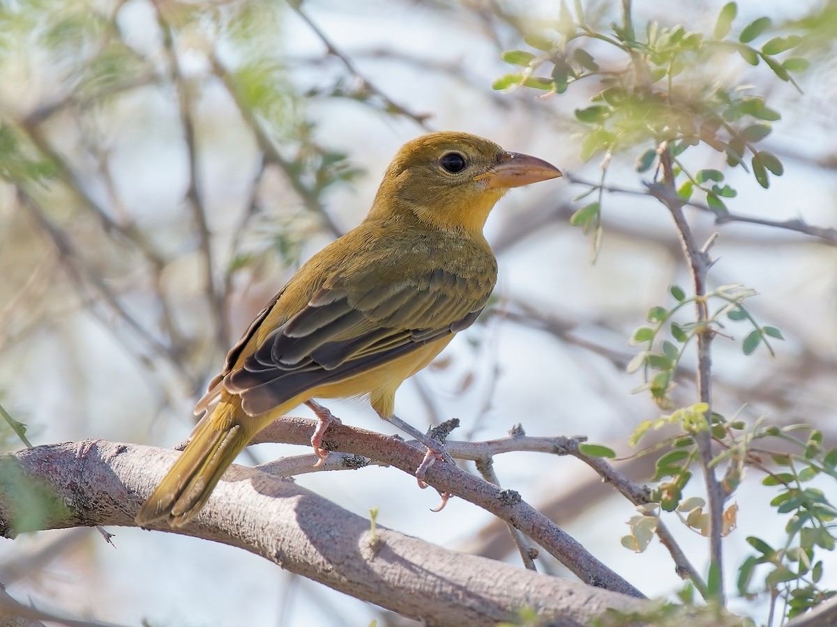 Summer Tanager - ML623898884