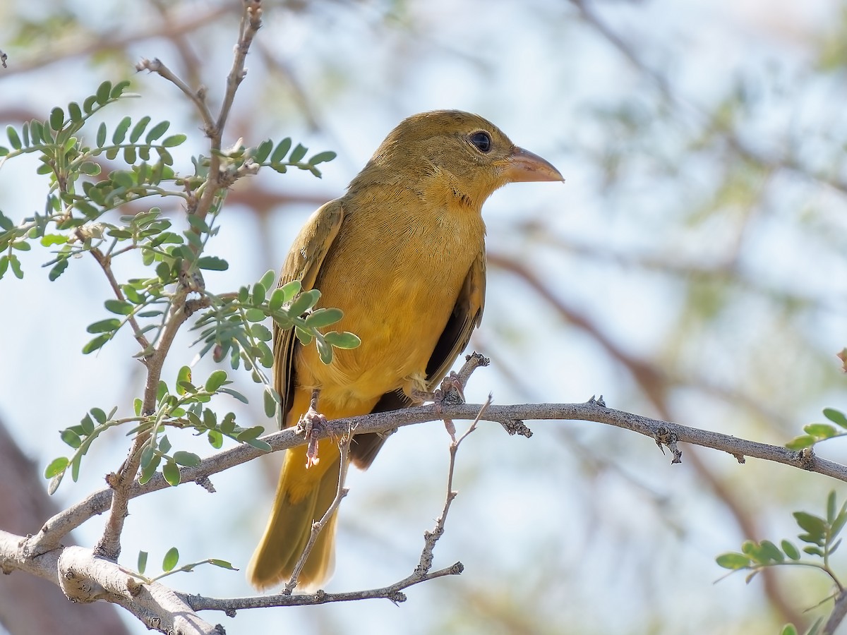 Summer Tanager - ML623898885