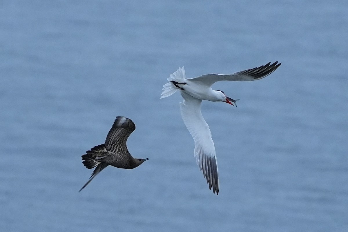 Parasitic Jaeger - ML623898886