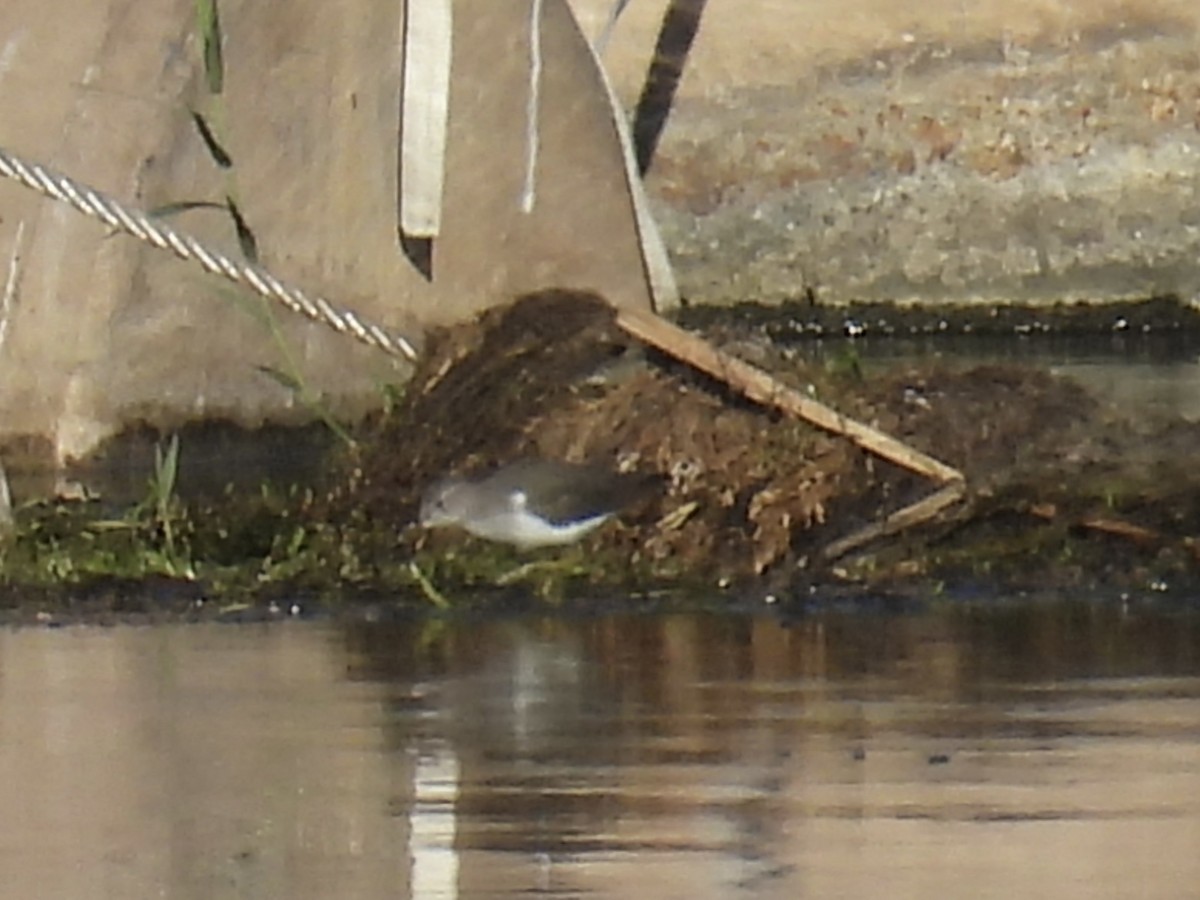 Spotted Sandpiper - ML623898887