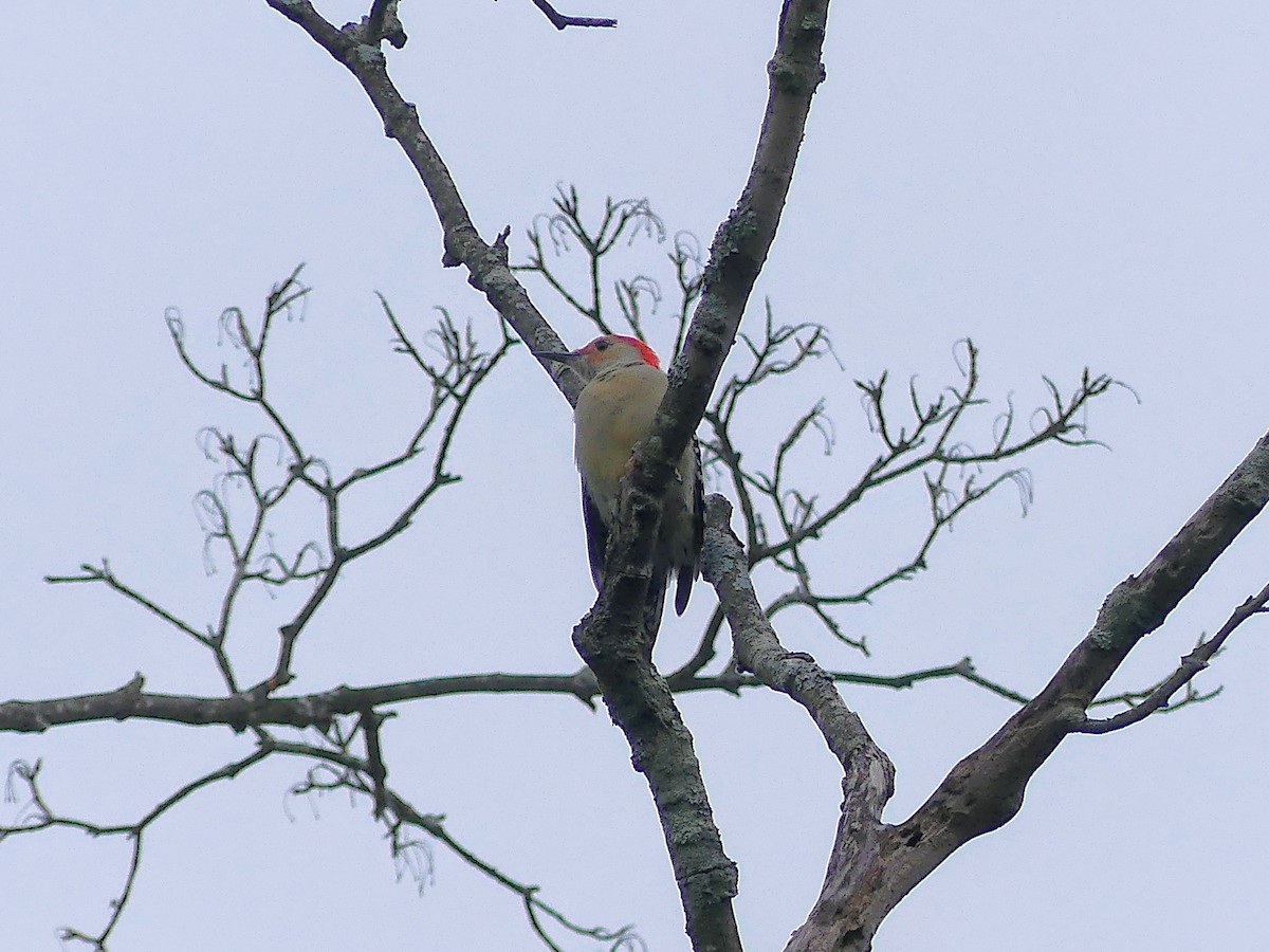 Red-bellied Woodpecker - ML623898888