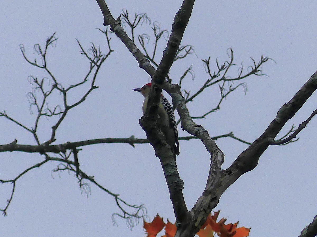 Red-bellied Woodpecker - ML623898889