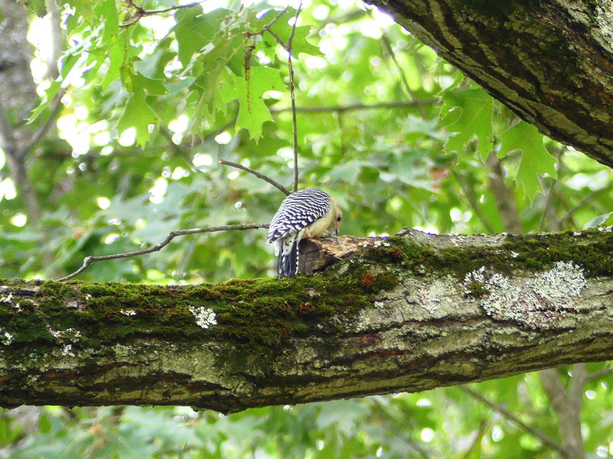 Red-bellied Woodpecker - ML623898890