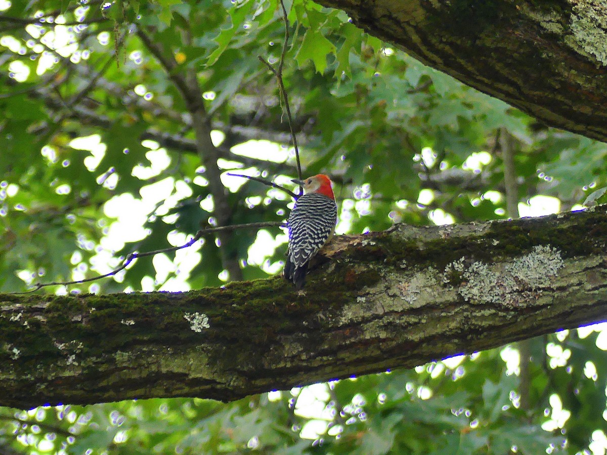 Red-bellied Woodpecker - ML623898891