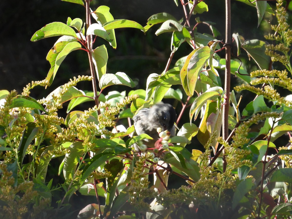 kattespottefugl - ML623898894