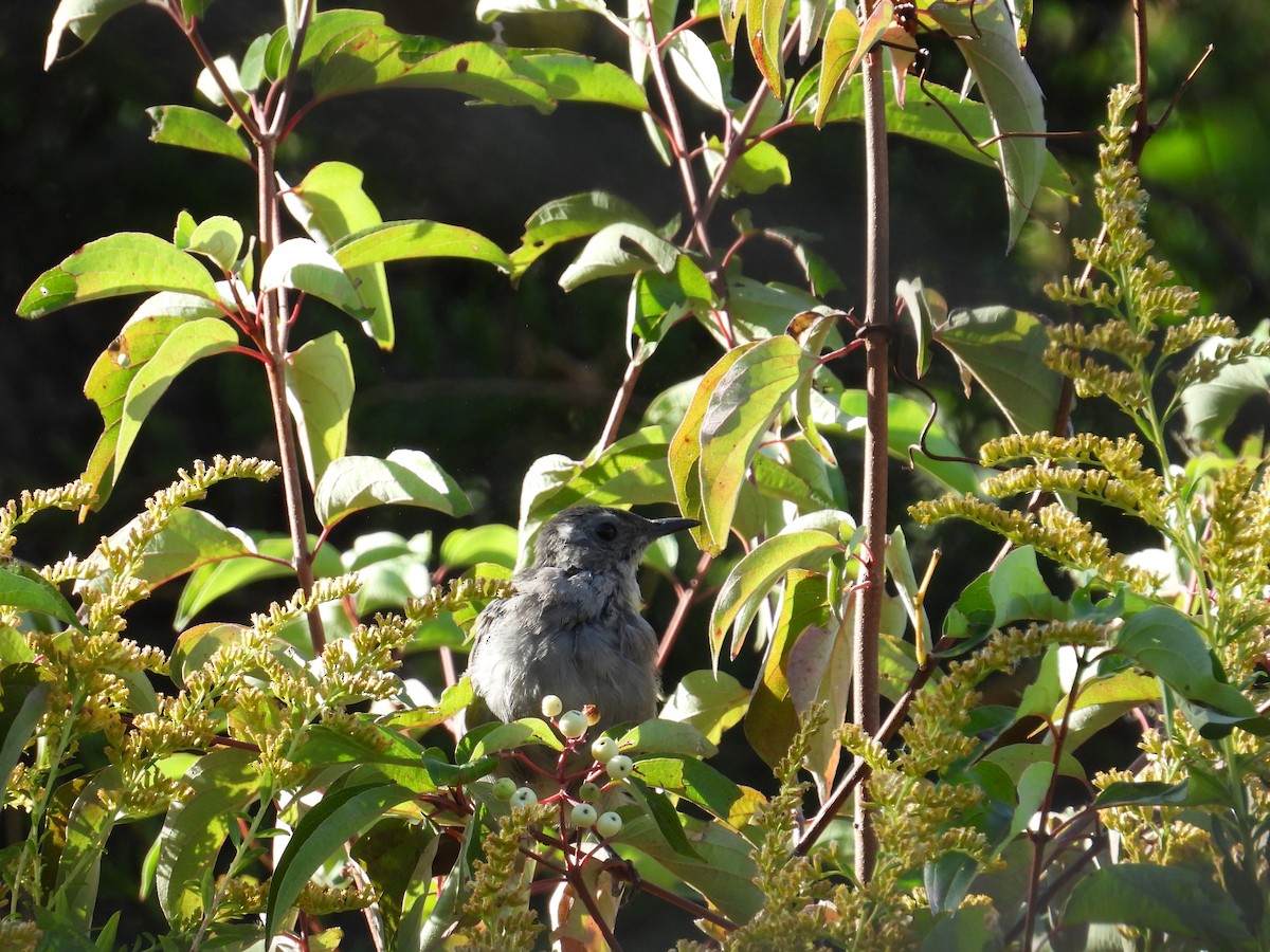 kattespottefugl - ML623898895