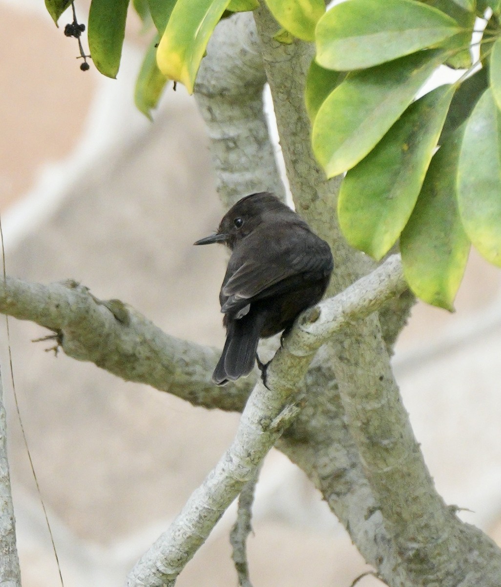 Vermilion Flycatcher (obscurus Group) - ML623898910