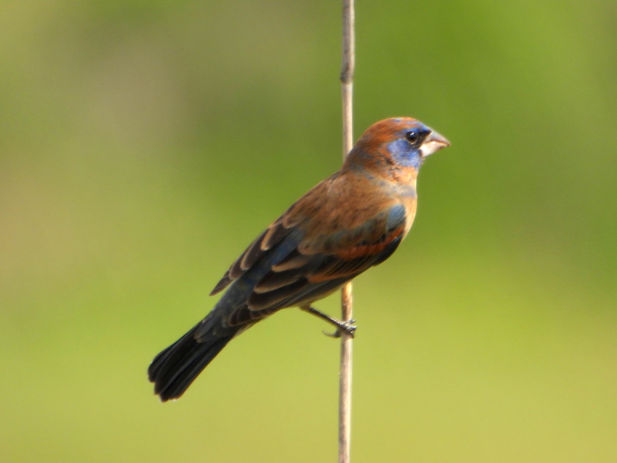 Blue Grosbeak - ML623898931