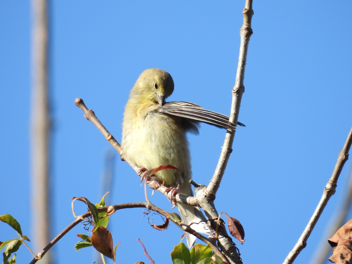 gulstillits - ML623898933