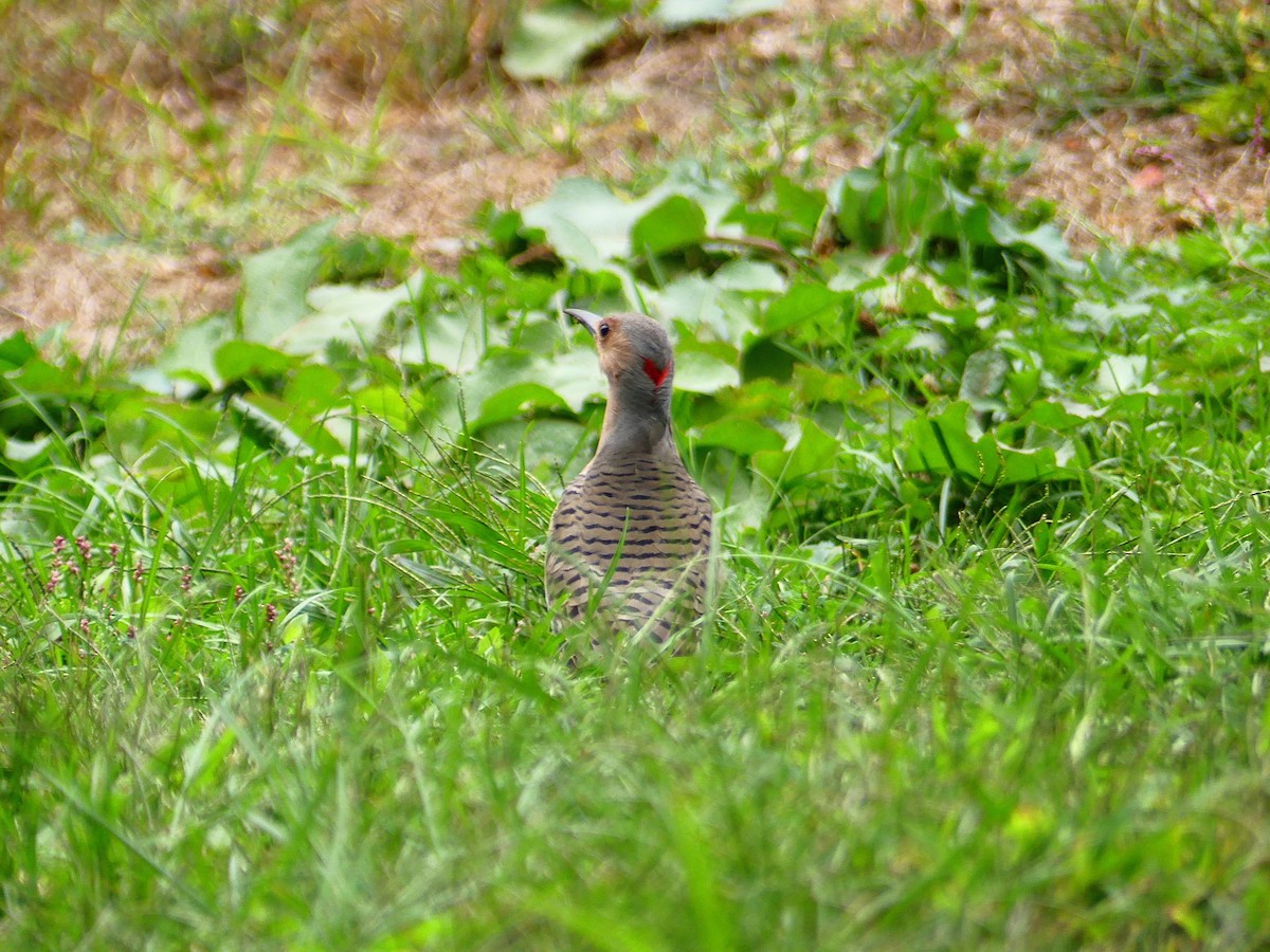 Northern Flicker - ML623898938