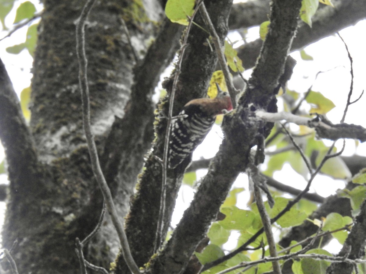 Rufous-bellied Woodpecker - ML623898943