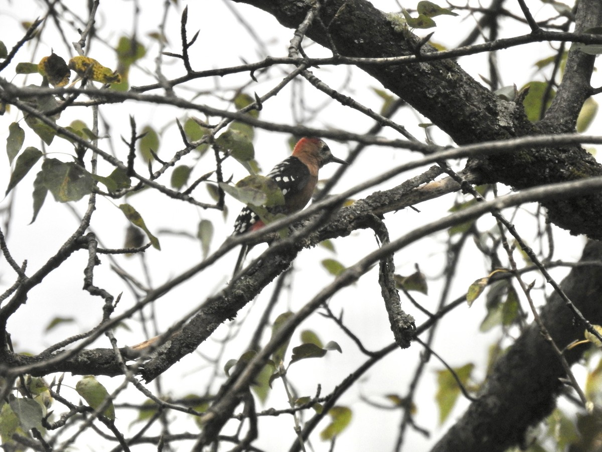 Rufous-bellied Woodpecker - ML623898944