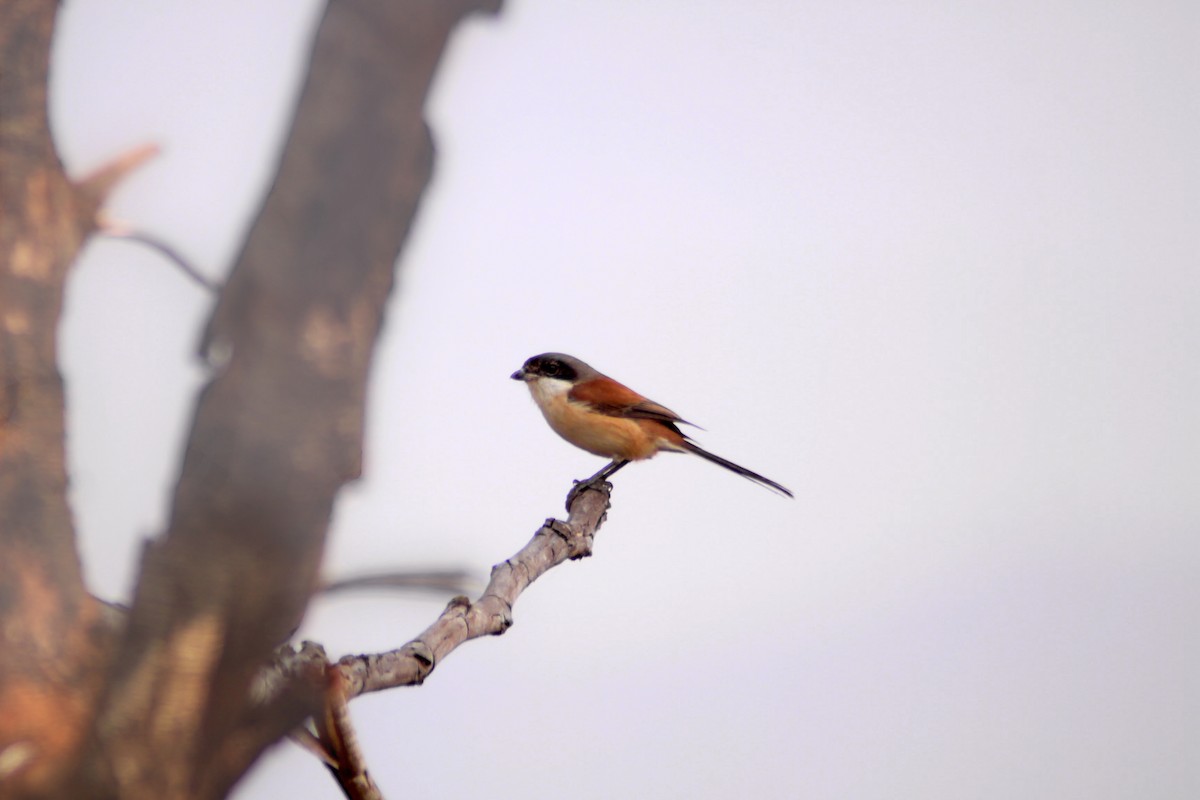 Burmese Shrike - ML623898945