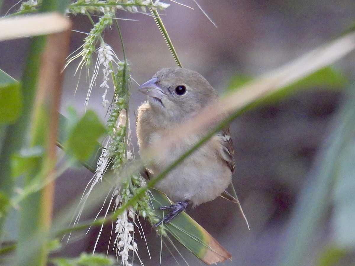 Lazuli Bunting - Chris Parsons