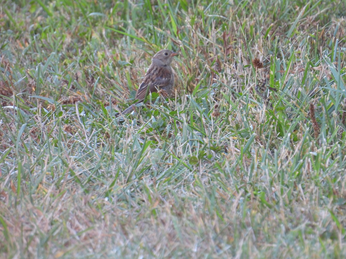 Field Sparrow - ML623898951