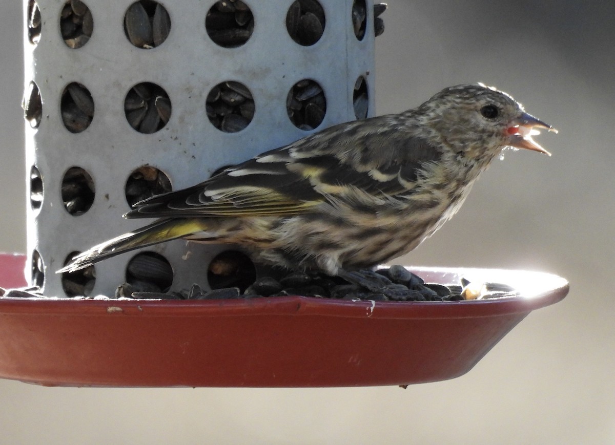 Pine Siskin - ML623898952