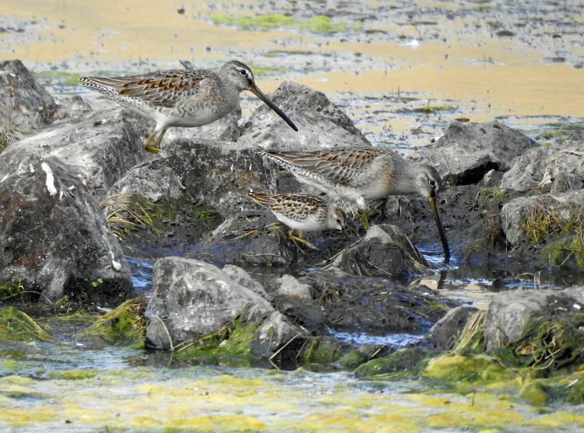 Long-billed Dowitcher - ML623898953