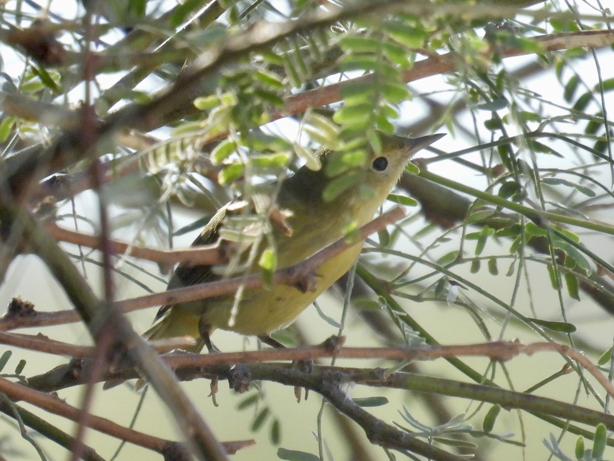 Yellow Warbler - ML623898954