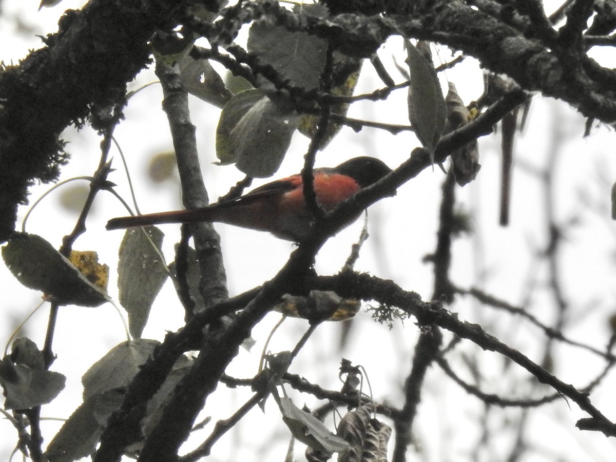 Long-tailed Minivet - ML623898955