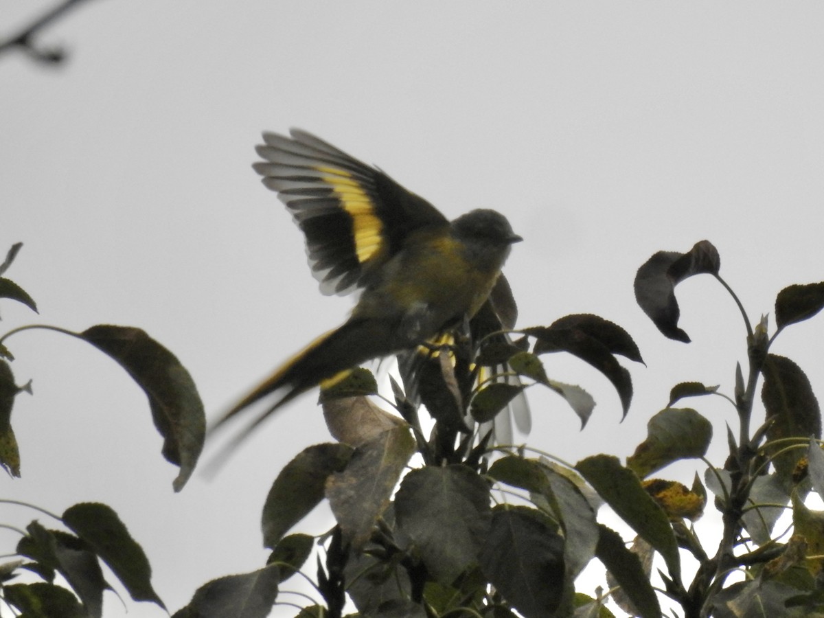 Long-tailed Minivet - ML623898956