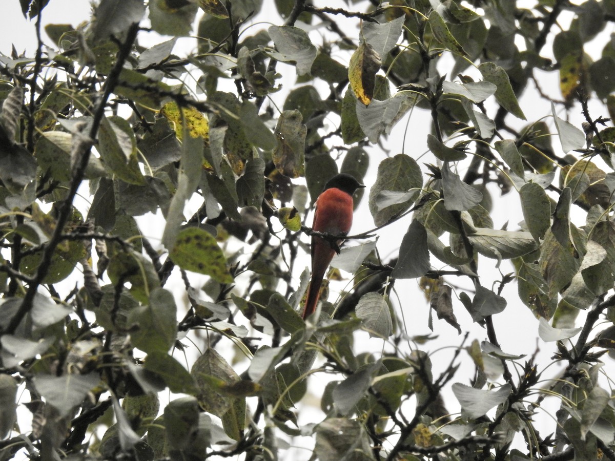 Long-tailed Minivet - ML623898958