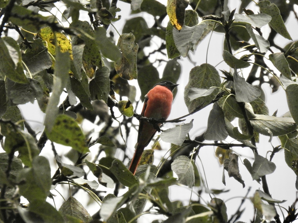 Long-tailed Minivet - ML623898959