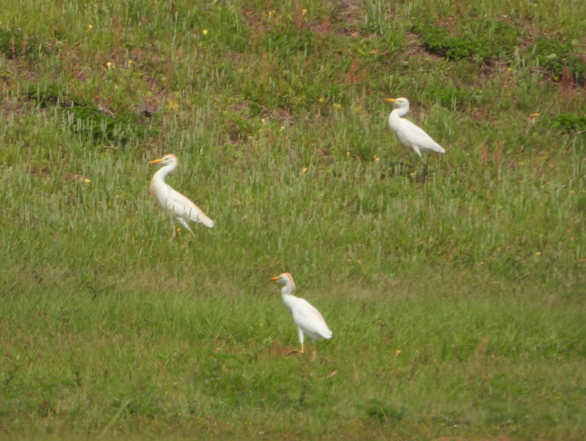 Western Cattle Egret - ML623898960