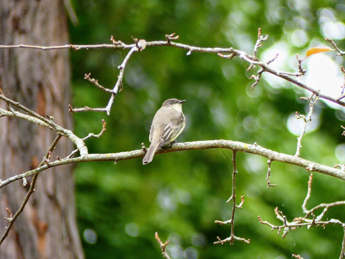 Eastern Phoebe - Molly C