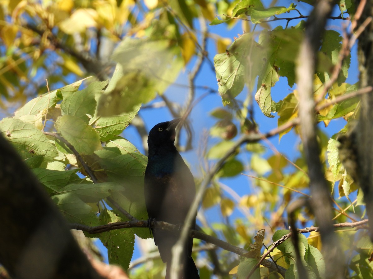 Common Grackle - ML623898962