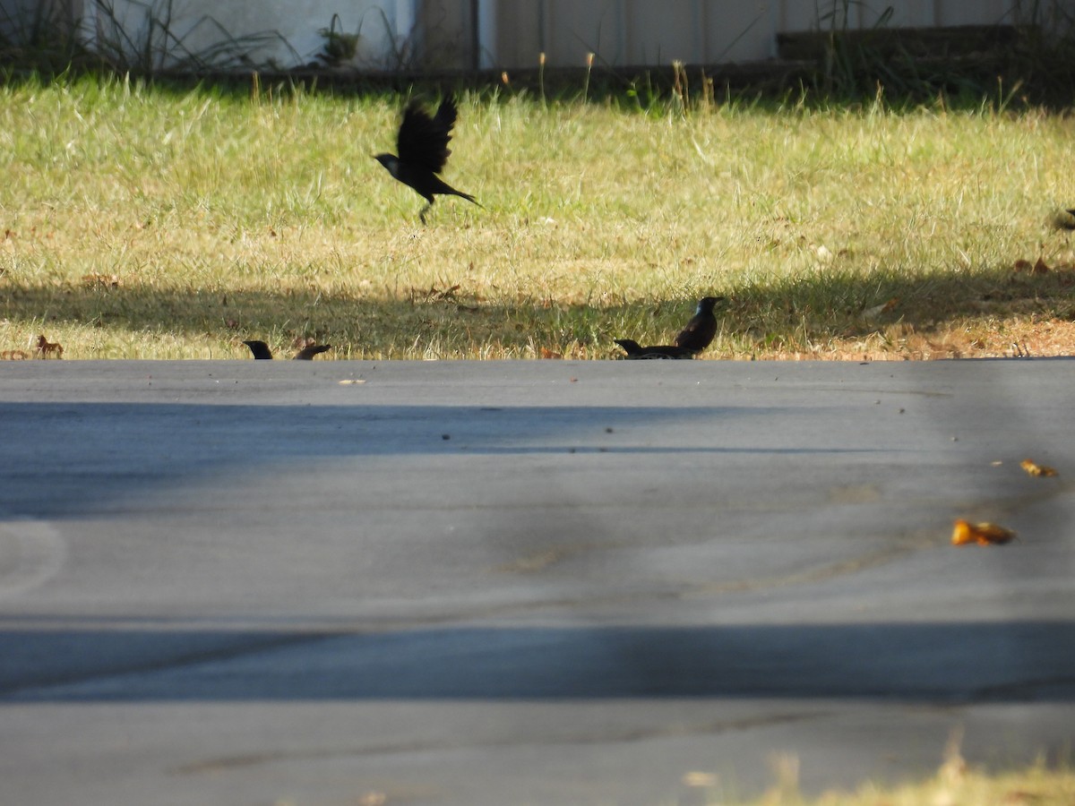 Common Grackle - ML623898963