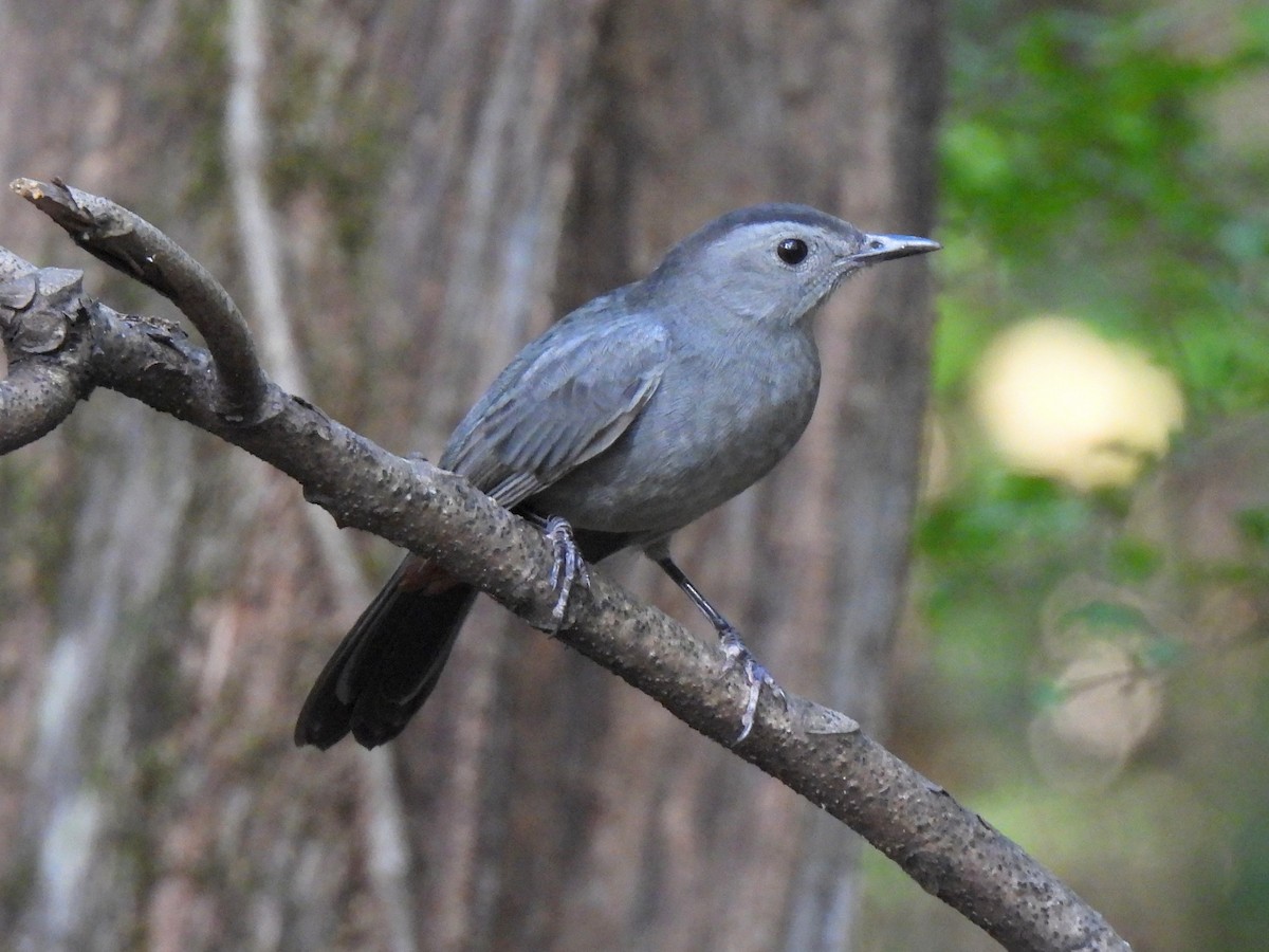 Gray Catbird - Ed Daniels