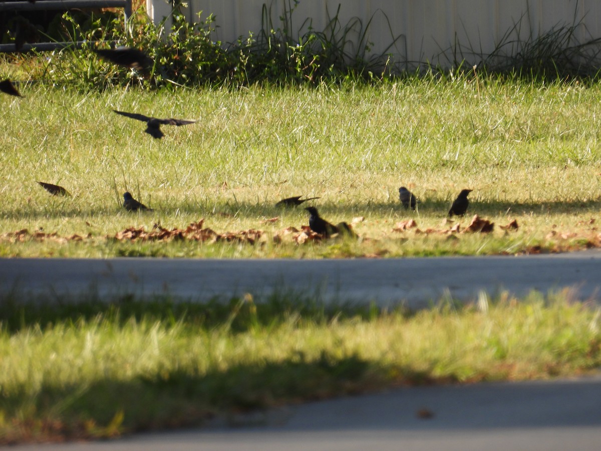 Common Grackle - ML623898965