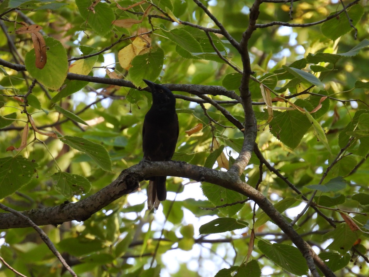 Common Grackle - ML623898966