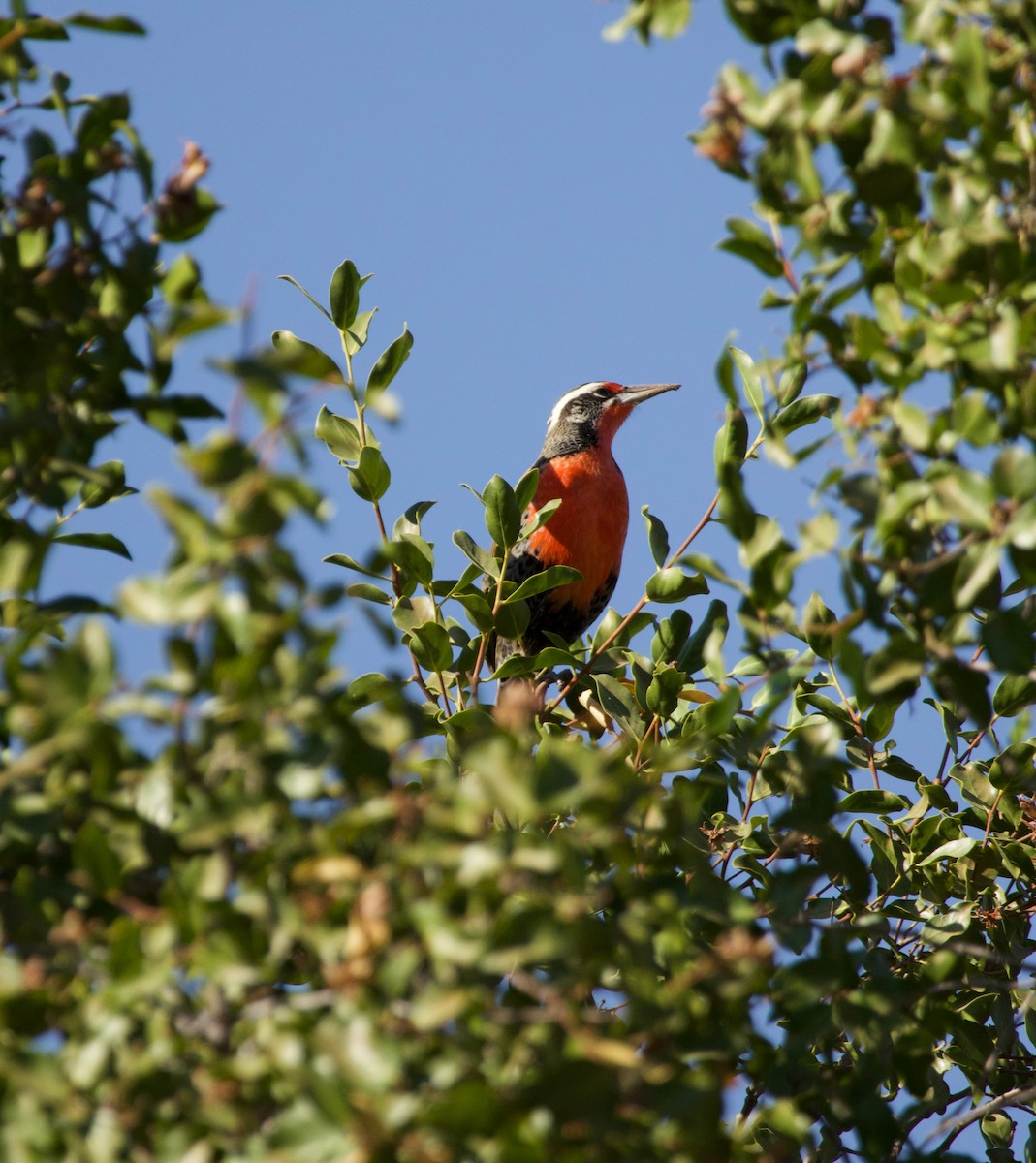 Long-tailed Meadowlark - ML623898969