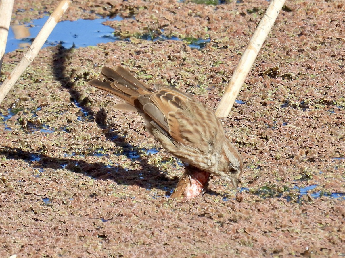 Song Sparrow - ML623898970