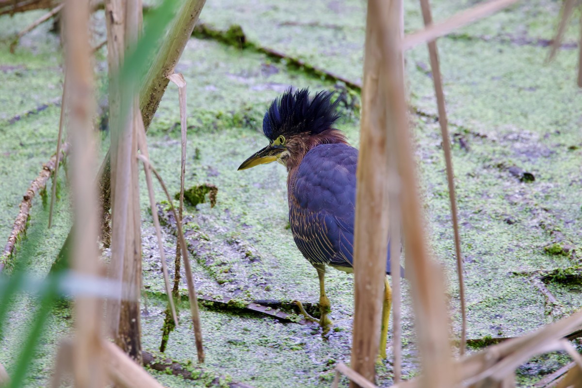 Green Heron - ML623898971