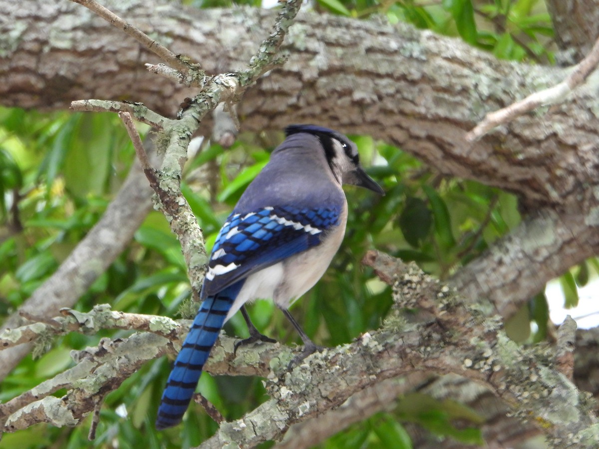 Blue Jay - ML623898982